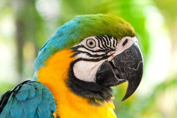 金剛鸚鵡 台灣 合法