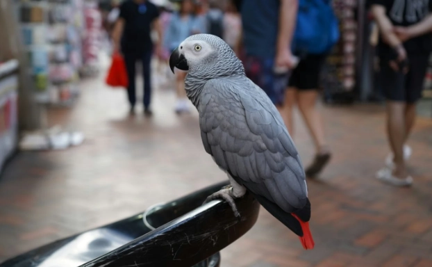 灰鸚鵡飼養
