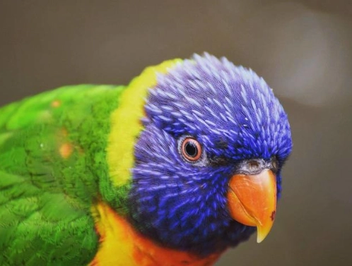 吸蜜鸚鵡學語年齡 吸蜜鸚鵡學語年齡