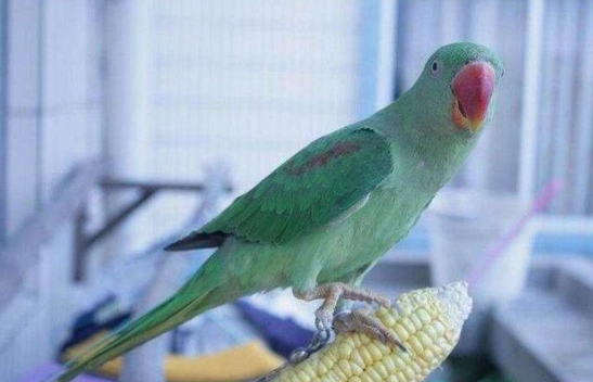 亞歷山大鸚鵡聰明嗎 亞歷山大鸚鵡聰明嗎