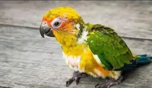 凱克鸚鵡行為訓練