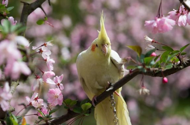 玄鳳公母分辨 玄鳳公母分辨