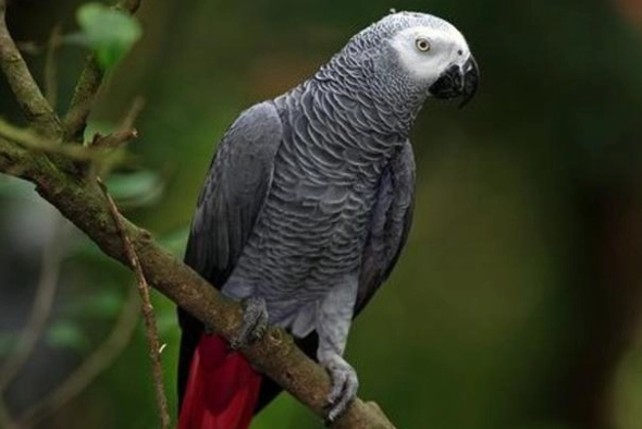 灰鸚鵡飼養