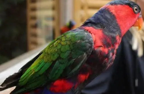 吸蜜鸚鵡噪音問題 吸蜜鸚鵡噪音問題