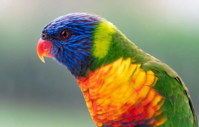 吸蜜鸚鵡說話訓練 吸蜜鸚鵡說話訓練