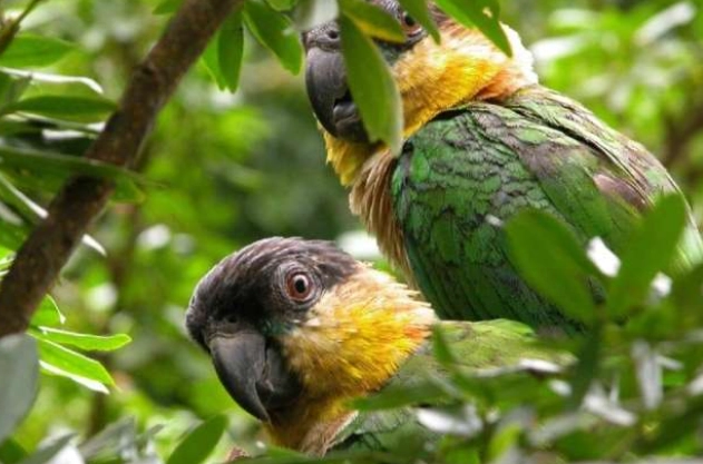 凱克鸚鵡聲音解析