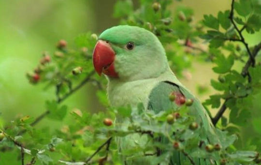 亞歷山大鸚鵡聰明嗎 亞歷山大鸚鵡聰明嗎