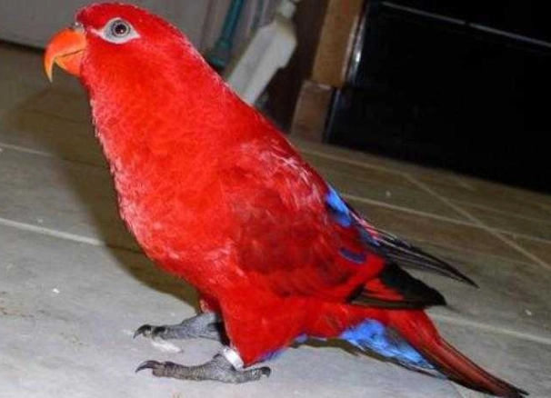 吸蜜鸚鵡 優缺點