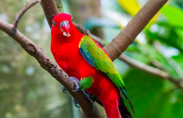 吸蜜鸚鵡飼養困難 吸蜜鸚鵡飼養困難