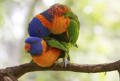 吸蜜鸚鵡飼養困難 吸蜜鸚鵡飼養困難