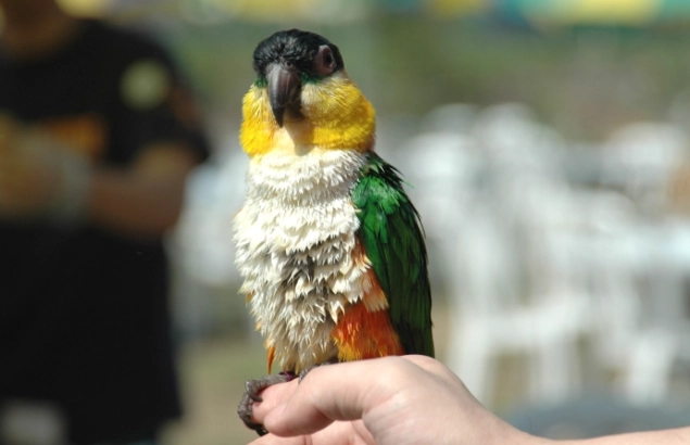 凱克鸚鵡育雛 凱克鸚鵡育雛