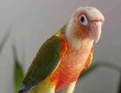 小太陽鸚鵡行為