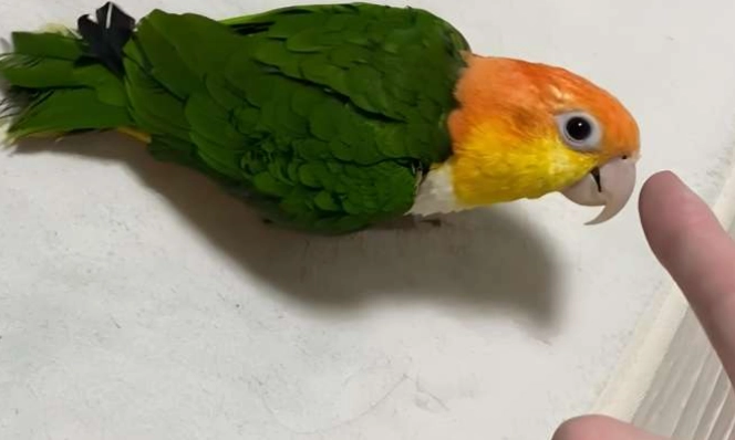 凱克鸚鵡配對 凱克鸚鵡配對