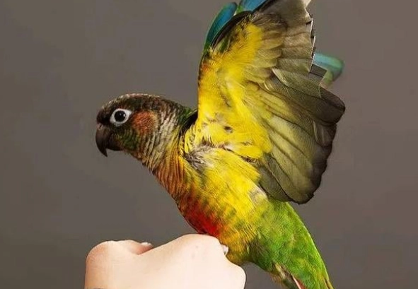 小太陽鸚鵡行為