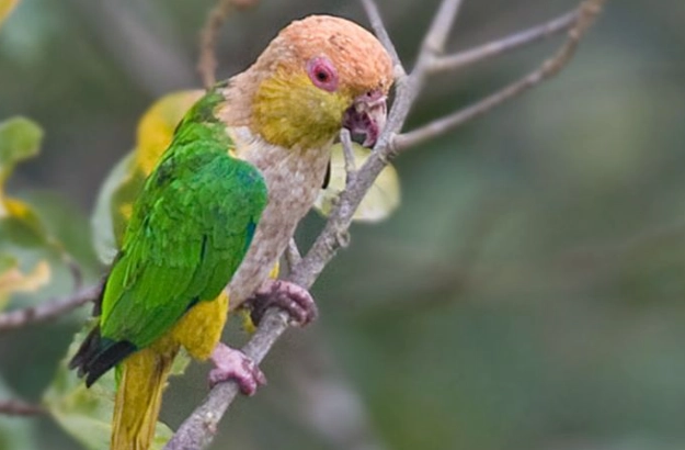 凱克鸚鵡育雛 凱克鸚鵡育雛