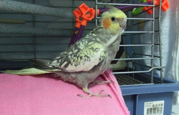 玄鳳性別特徵 玄鳳性別特徵