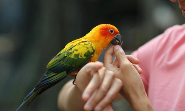 凱克鸚鵡行為訓練