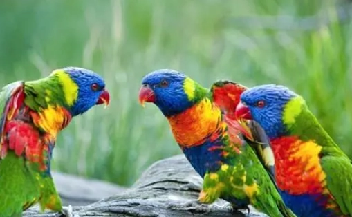 鸚鵡如何配對？完整步驟與實用技巧指南