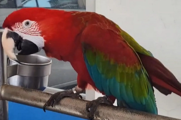 鸚鵡緊迫怎麼辦？完整指南：症狀、原因、解決方法一次看