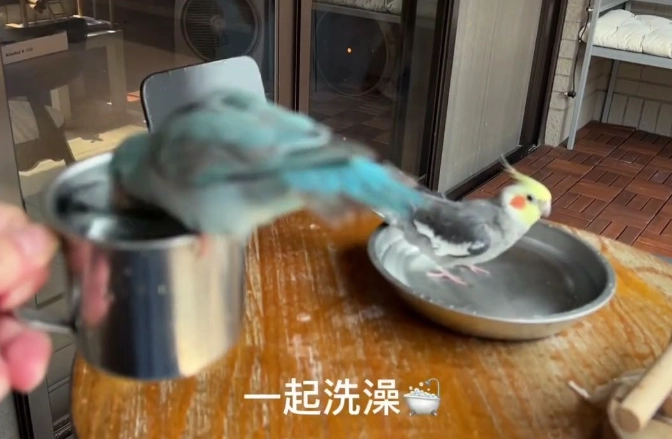 鳥類洗澡頻率