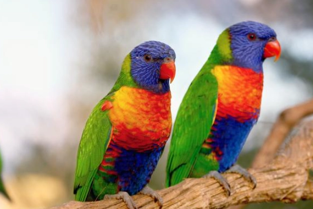 鸚鵡幼鳥餵食 鸚鵡幼鳥餵食