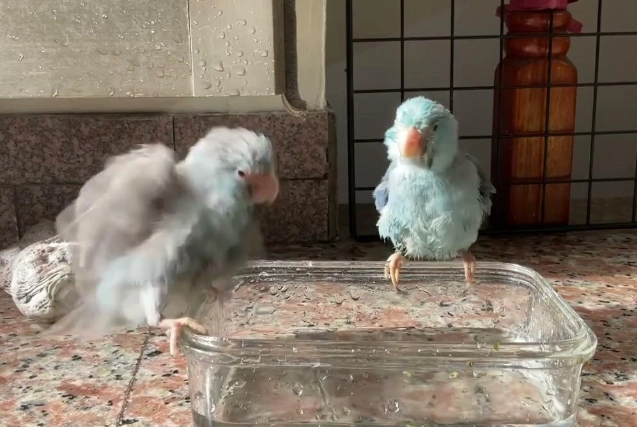 鸚鵡洗澡方法