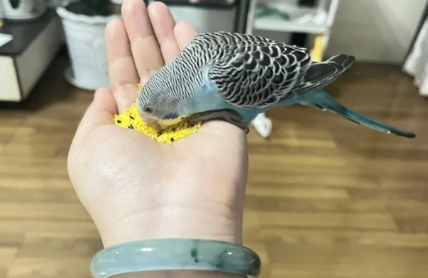 鸚鵡奶粉沖泡 鸚鵡奶粉沖泡