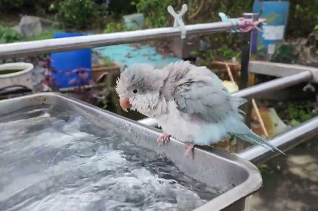 鸚鵡洗澡方法