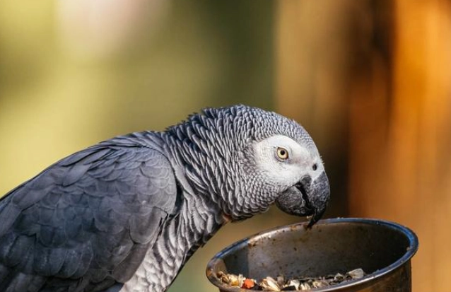 核桃对鹦鹉有害