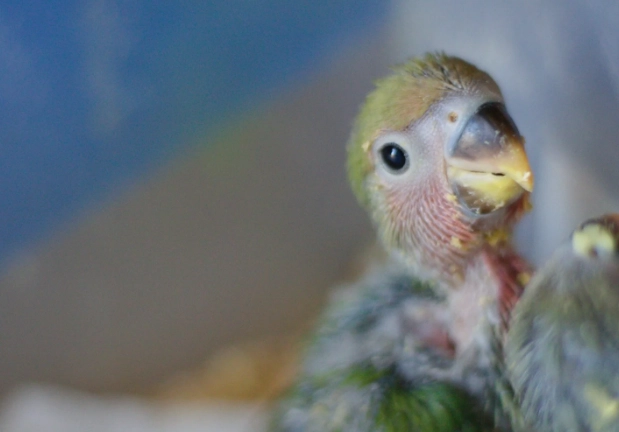 鸚鵡奶粉溫度終極指南：安全餵養幼鳥的關鍵技巧