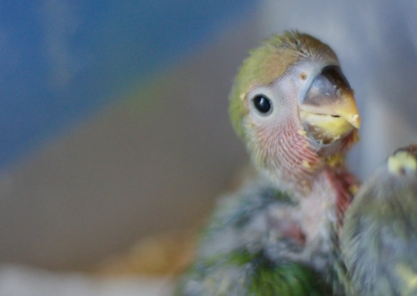 鸚鵡幼鳥餵食 鸚鵡幼鳥餵食