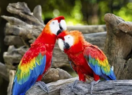 寵物鳥配對技巧