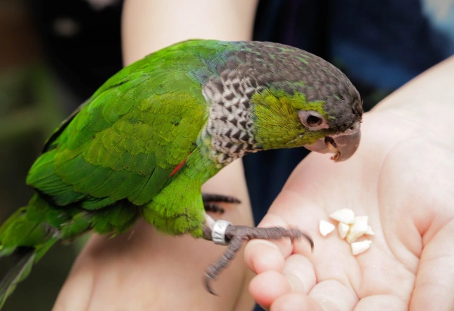 鸚鵡奶粉沖泡 鸚鵡奶粉沖泡