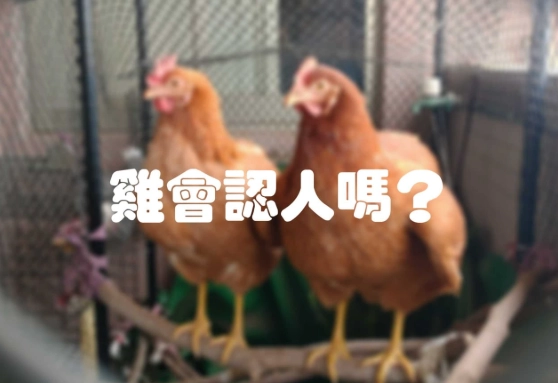 雞認主人