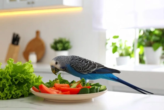 核桃对鹦鹉有害