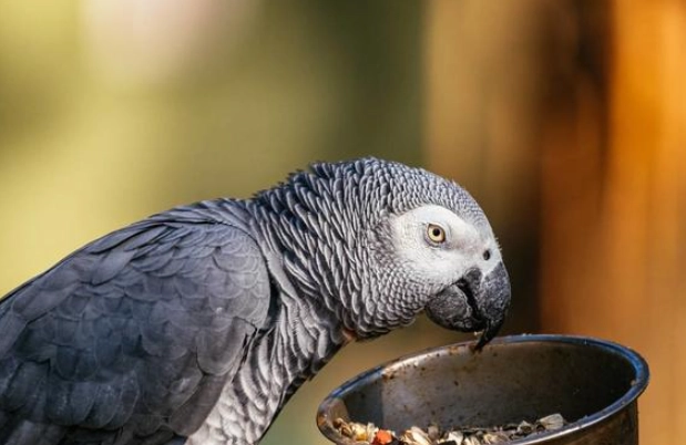 寵物鳥食物