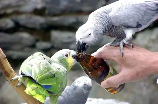 手養鸚鵡 手養鸚鵡