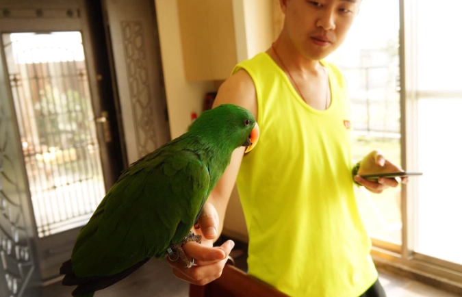 寵物鳥配對技巧