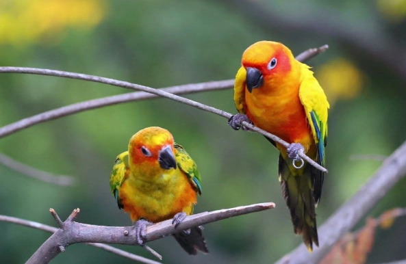 金太陽繁殖箱 金太陽繁殖箱