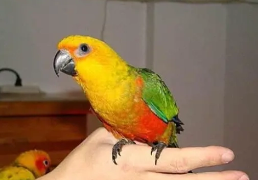 鹦鹉发情期照顧