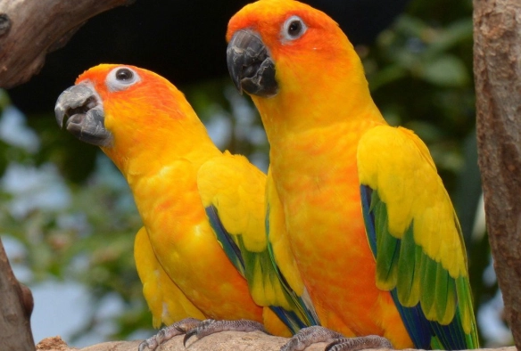 金太陽孵蛋 金太陽孵蛋