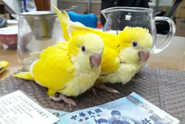 金太陽鸚鵡公母差別 金太陽鸚鵡公母差別