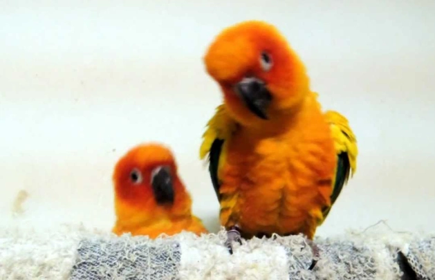 金太陽鹦鹉訓練