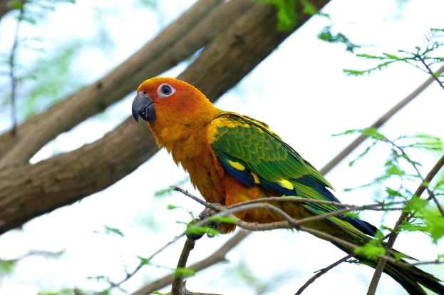 金太陽鸚鵡叫聲意思 金太陽鸚鵡叫聲意思