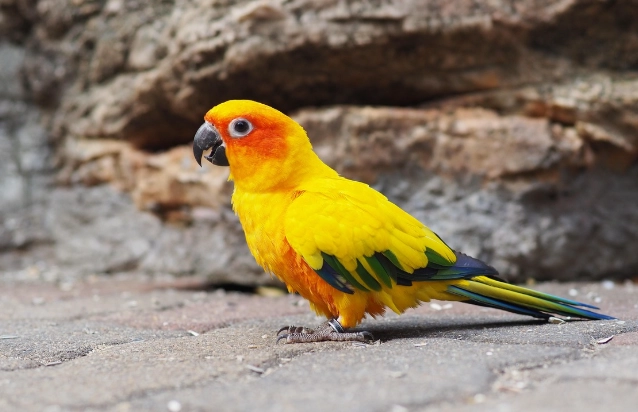 鸚鵡智力年齡 鸚鵡智力年齡