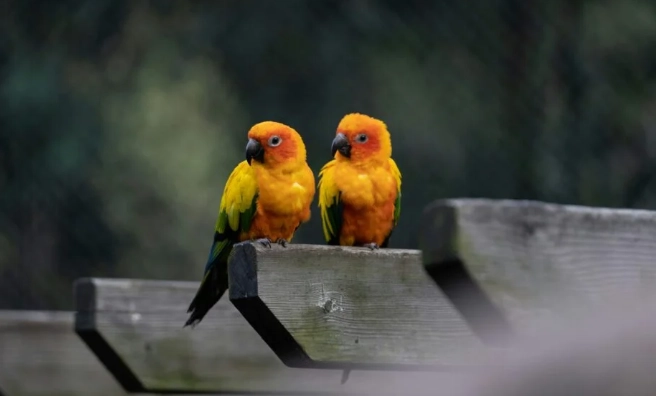 金太陽鸚鵡育雛 金太陽鸚鵡育雛