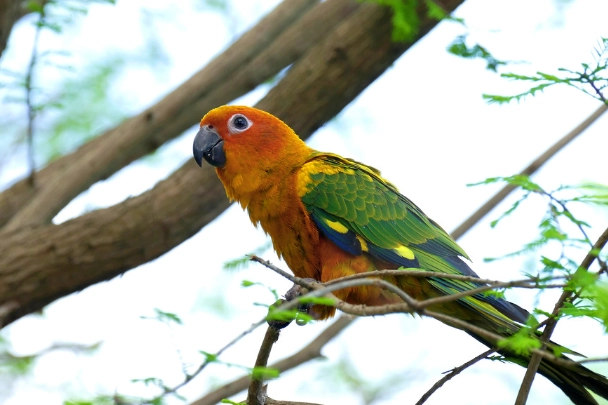 金太陽繁殖箱 金太陽繁殖箱