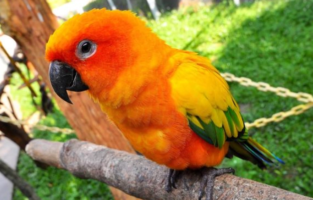 金太陽鹦鹉发情