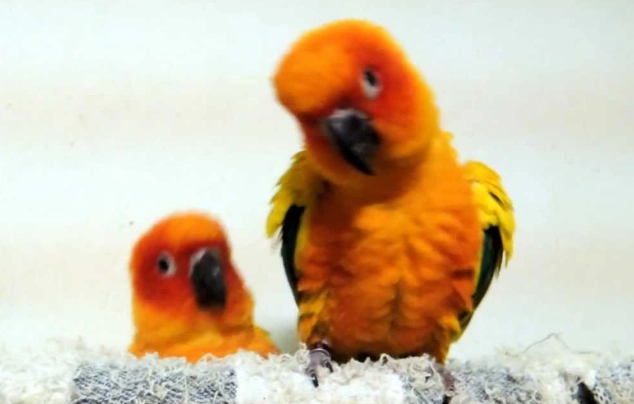 金太陽鹦鹉尺寸 金太陽鹦鹉尺寸