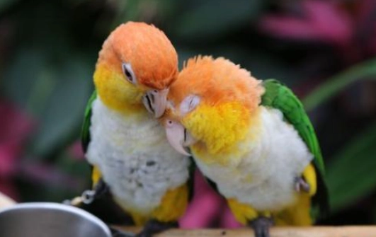 凱克鸚鵡智商 凱克鸚鵡智商